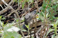 Orlando Everglades Airboat Tour 90 Min thumbnail 6
