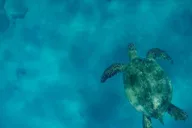 Maui Snorkel and Dolphin Adventure thumbnail 3