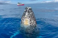 Lahaina Whale Watching Tour 2 hr thumbnail 3