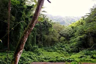 Oahu Self-Guided Trail Hike to Manoa Falls thumbnail 6