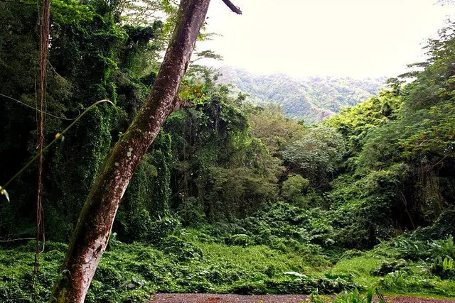 Oahu Self-Guided Trail Hike to Manoa Falls - Image 6