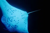 Kona Night Snorkeling with Manta Rays thumbnail 6
