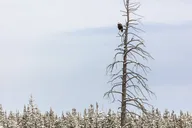 Yellowstone Winter Wildlife Watching Tour thumbnail 5