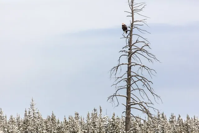 Yellowstone Winter Wildlife Watching Tour - Image 5