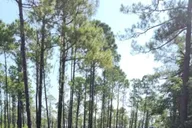 Amelia Island Horseback Ride at Pumpkin Hill 2 hr thumbnail 1