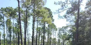 Amelia Island Horseback Ride at Pumpkin Hill 2 hr