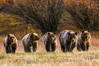 Grand Teton National Park Sunset Tour