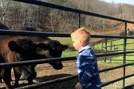 Cattle Ranch Walking Tour in Hayesville thumbnail 4