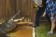 Orlando Gatorland Interactive Tour with Animal Trainer 2 hr thumbnail 1