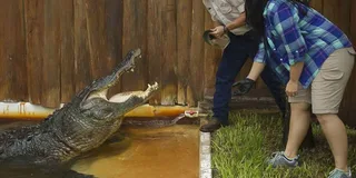 Orlando Gatorland Interactive Tour with Animal Trainer 2 hr