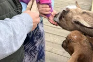 Skagway Yukon Dog Mushing Tour thumbnail 3