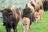 Jackson Yellowstone and Grand Teton Wildlife Tour 2 Days thumbnail 3