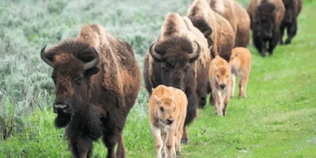 Jackson Yellowstone and Grand Teton Wildlife Tour 2 Days - Image 3