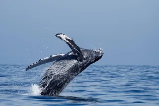 Oceanside Whale Watching Tour 2 hr