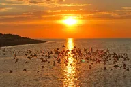 Salt Lake City Birding and Nature Tour thumbnail 6