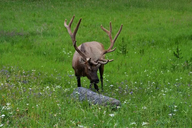 Yellowstone National Park Lower Loop Adventure - Image 6