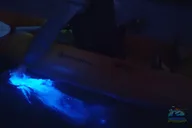 Titusville Bioluminescence Kayaking Tour thumbnail 3