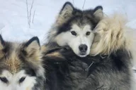 Fairbanks Alaskan Sled Dog Adventure 1.5 hr thumbnail 3