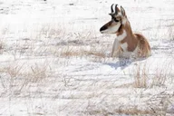 Yellowstone Wildlife Photography Tour 3 Days thumbnail 5
