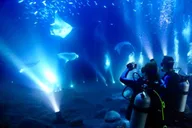 Kailua-Kona Manta Ray Night Snorkel thumbnail 5