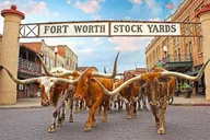 Dallas Fort Worth Day Tour thumbnail 1
