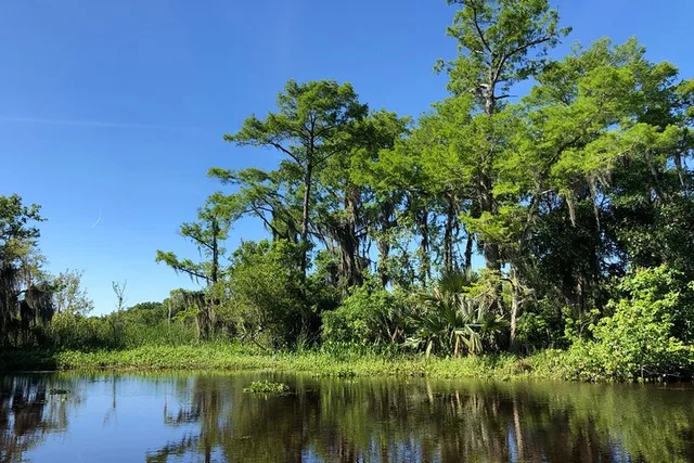 New Orleans City and Swamp Combo Tour - Image 2