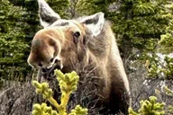 Fairbanks Denali National Park SHERP Adventure thumbnail 6