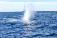 Dana Point Whale and Dolphin Watching Tour thumbnail 2