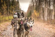 Fairbanks Dog Mushing Fall Adventure thumbnail 1
