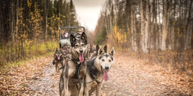 Fairbanks Dog Mushing Fall Adventure - Image 1