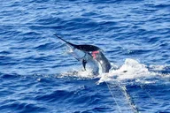 Kailua-Kona Fishing Charter Half Day thumbnail 1