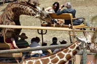 San Francisco Redwood Safari Adventure thumbnail 3