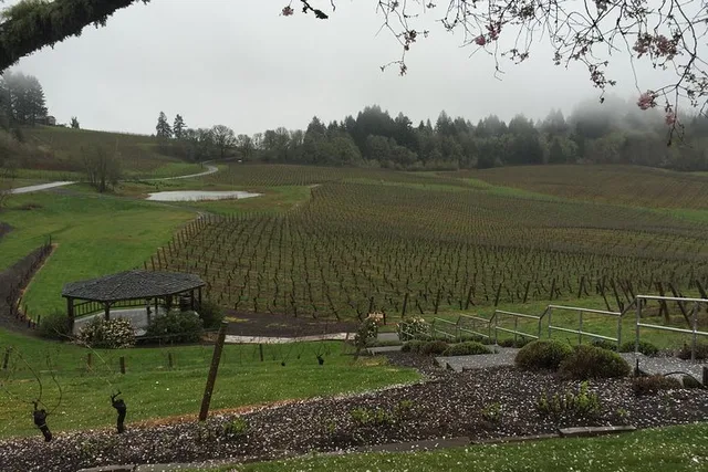 Portland Willamette Valley Wine Tour 7.5 hr - Image 6