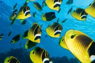 Maui Scuba Diving Introductory Lesson from Lahaina thumbnail 3