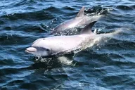 Pensacola Dolphin Cruise and Bay Tour 2 hr thumbnail 3
