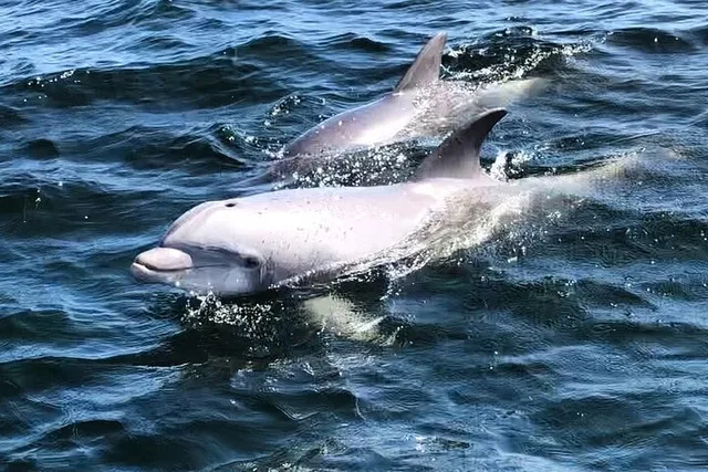 Pensacola Dolphin Cruise and Bay Tour 2 hr - Image 3