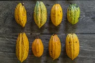 Oahu Cacao Orchard Tour 90 min thumbnail 5