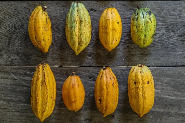 Oahu Cacao Orchard Tour 90 min - Image 5
