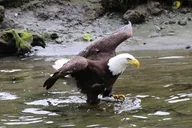 Ketchikan Seaside Tour thumbnail 6