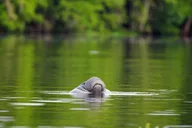 Orlando Kayaking Manatee Tour thumbnail 5