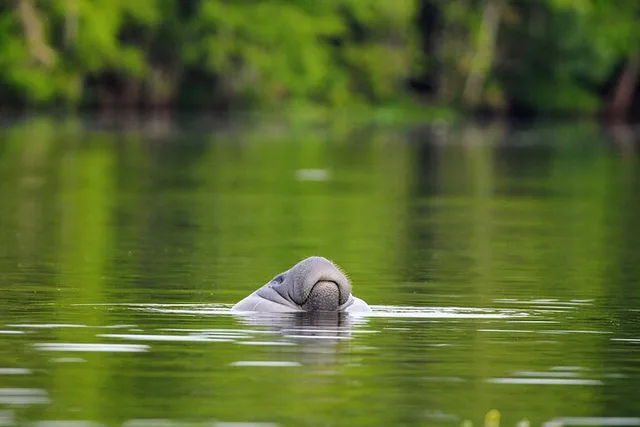 Orlando Kayaking Manatee Tour - Image 5