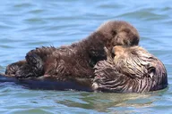 Monterey Bay Wildlife Safari Boat Tour thumbnail 2