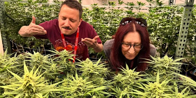 Denver Private Luxury Cannabis Tour - Image 2