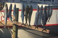 Port Aransas Offshore Fishing Charter thumbnail 5