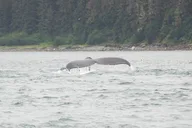 Icy Strait Whale & Wildlife Tour thumbnail 5