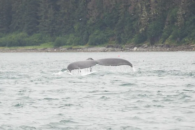 Icy Strait Whale & Wildlife Tour - Image 5