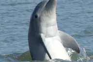 Hilton Head Island Dolphin and Nature Tour thumbnail 1