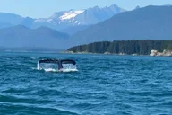 Juneau Mendenhall Glacier and Whale Watching Tour thumbnail 2