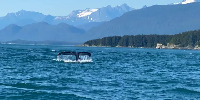 Juneau Mendenhall Glacier and Whale Watching Tour - Image 2