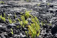 Hilo Volcano Tour from Oahu thumbnail 3